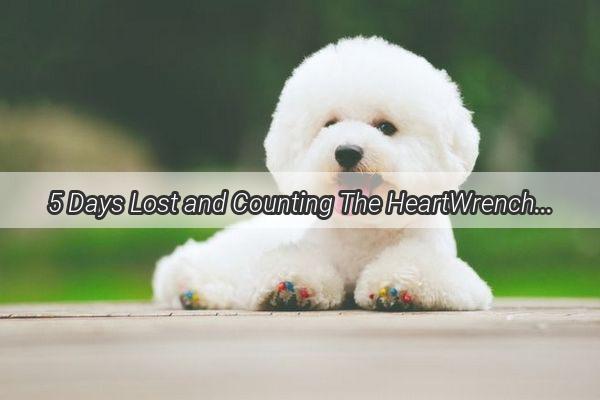 5 Days Lost and Counting The HeartWrenching Tale of a Missing Dogs Desperate Search